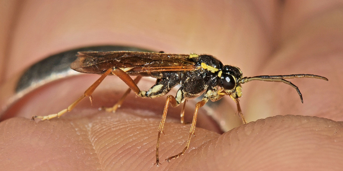 Tenthredinidae N19 Tenthredopsis stigma?